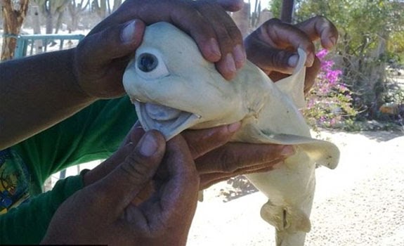 Bolsas abaixo de olhos uma glândula de tireóide